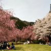 竹田の里しだれ桜まつり（福井）の渋滞回避と駐車場