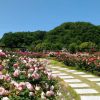 花フェスタ記念公園はちょうどバラの見頃、だけどポピーの花もGOODでした！